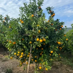 Valencia Orange Fruit Tree, Orange Fruit Tree, Orange Fruit Plant 2 Feet Tall Potted No Ship To CA
