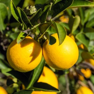 Valencia Orange Fruit Tree, Orange Fruit Tree, Orange Fruit Plant 2 Feet Tall Potted No Ship To CA