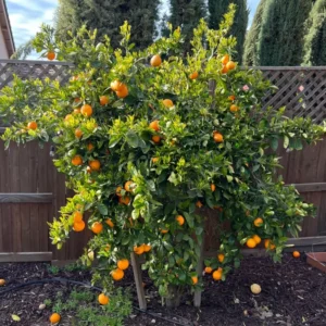 Valencia Orange Fruit Tree, Orange Fruit Tree, Orange Fruit Plant 2 Feet Tall Potted No Ship To CA