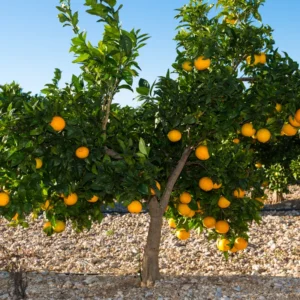 Valencia Orange Fruit Tree, Orange Fruit Tree, Orange Fruit Plant 2 Feet Tall Potted No Ship To CA