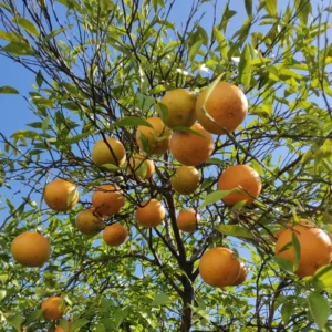 Orange Plant, Honey Fruit Tree Orange, Live Orange Fruit Tree 2 Feet Height No Ship To CA