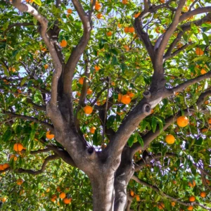 Orange Plant, Honey Fruit Tree Orange, Live Orange Fruit Tree 2 Feet Height No Ship To CA