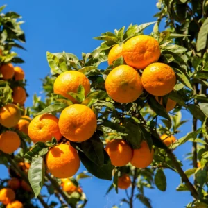 Orange Plant, Honey Fruit Tree Orange, Live Orange Fruit Tree 2 Feet Height No Ship To CA