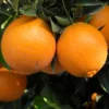 Navel Orange Tree Live Plant, Fruit Orange Tree, Orange Fruit Tree Live Plant Potted From 2 Feet Tall No Ship To CA