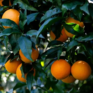 Navel Orange Tree Live Plant, Fruit Orange Tree, Orange Fruit Tree Live Plant Potted From 2 Feet Tall No Ship To CA