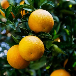 Navel Orange Fruit Tree Live Plant, Fruit Tree 2 To 3 Feet, Live Fruit Tree, Fruit Tree Live Plant Outdoor No Ship To CA