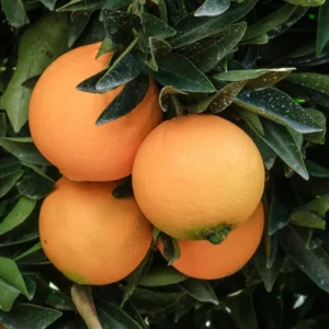 Navel Orange Fruit Tree Live Plant, Fruit Tree 2 To 3 Feet, Live Fruit Tree, Fruit Tree Live Plant Outdoor No Ship To CA