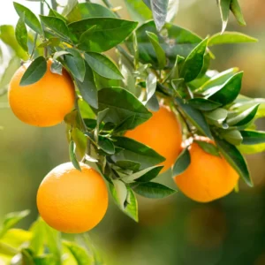 Navel Orange Fruit Tree Live Plant, Fruit Tree 2 To 3 Feet, Live Fruit Tree, Fruit Tree Live Plant Outdoor No Ship To CA