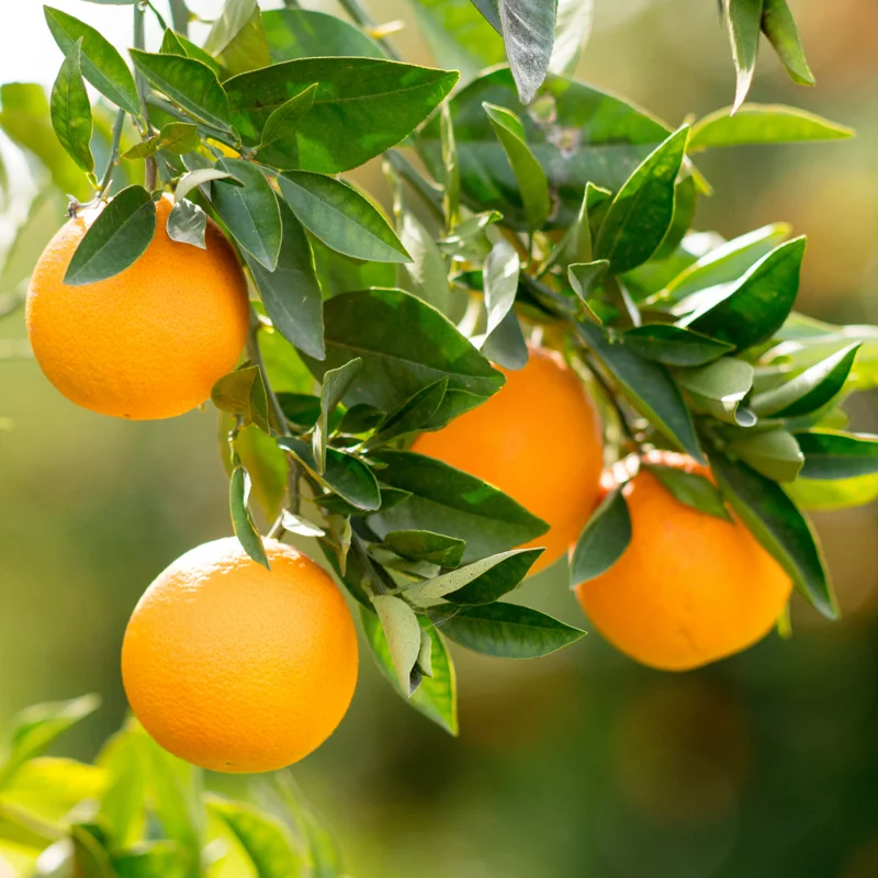 Navel Orange Fruit Tree Live Plant, Fruit Tree 2 To 3 Feet, Live Fruit Tree, Fruit Tree Live Plant Outdoor No Ship To CA