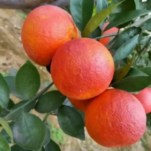 Blood Orange Tree Live Plant, Blood Orange Live Tree, Miniature Blood Orange Tree Potted, 2 To 3 Feet No Ship To CA