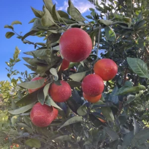 Blood Orange Tree Live Plant, Blood Orange Live Tree, Miniature Blood Orange Tree Potted, 2 To 3 Feet No Ship To CA