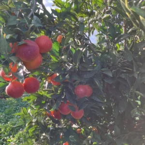 Blood Orange Tree Live Plant, Blood Orange Live Tree, Miniature Blood Orange Tree Potted, 2 To 3 Feet No Ship To CA