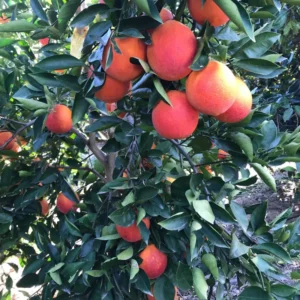 Blood Orange Tree Live Plant, Blood Orange Live Tree, Miniature Blood Orange Tree Potted, 2 To 3 Feet No Ship To CA