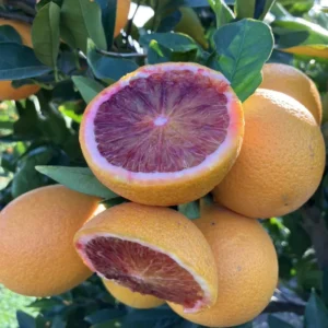 Red Navel Orange Tree, Navel Oranges Tree, Red Navel Orange Plant, Live Navel Orange Tree 2 Feet Tall, Sweet Orange Tree No Ship To CA