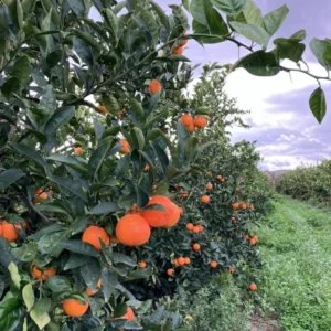 Red Navel Orange Tree, Navel Oranges Tree, Red Navel Orange Plant, Live Navel Orange Tree 2 Feet Tall, Sweet Orange Tree No Ship To CA