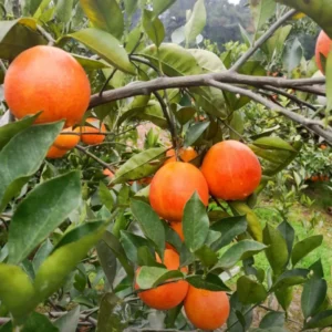 Red Navel Orange Tree, Navel Oranges Tree, Red Navel Orange Plant, Live Navel Orange Tree 2 Feet Tall, Sweet Orange Tree No Ship To CA