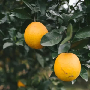 Red Navel Orange Tree, Navel Oranges Tree, Red Navel Orange Plant, Live Navel Orange Tree 2 Feet Tall, Sweet Orange Tree No Ship To CA
