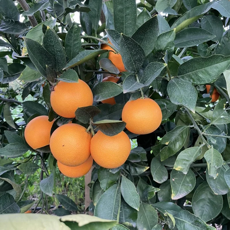 Red Navel Orange Tree 2 To 3 Feet Tall Live In Pot, Orange Fruit Tree, Sweet Orange Fruit Tree Live Plant For Growing No Ship To CA