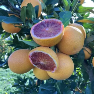 Red Navel Orange Tree 2 To 3 Feet Tall Live In Pot, Orange Fruit Tree, Sweet Orange Fruit Tree Live Plant For Growing No Ship To CA