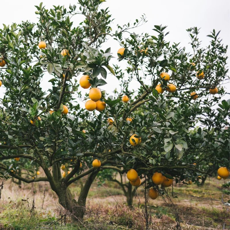 Red Navel Orange Tree 2 To 3 Feet Tall Live In Pot, Orange Fruit Tree, Sweet Orange Fruit Tree Live Plant For Growing No Ship To CA