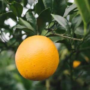 Red Navel Orange Tree 2 To 3 Feet Tall Live In Pot, Orange Fruit Tree, Sweet Orange Fruit Tree Live Plant For Growing No Ship To CA