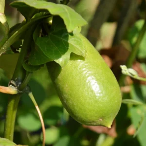 Finger Lime Tree, Finger Lime Plant, Finger Lime Tree Plant, Finger Limes Fruit Live Plant 2 To 3 Feet Tall Potted No Ship To CA