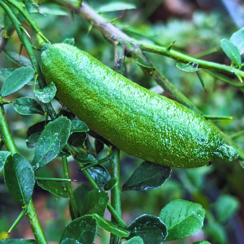 Finger Lime Tree, Finger Lime Plant, Finger Lime Tree Plant, Finger Limes Fruit Live Plant 2 To 3 Feet Tall Potted No Ship To CA