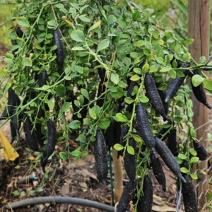Finger Lime Tree, Finger Lime Plant, Finger Lime Tree Plant, Finger Limes Fruit Live Plant 2 To 3 Feet Tall Potted No Ship To CA