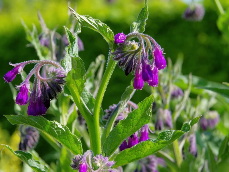 Comfrey