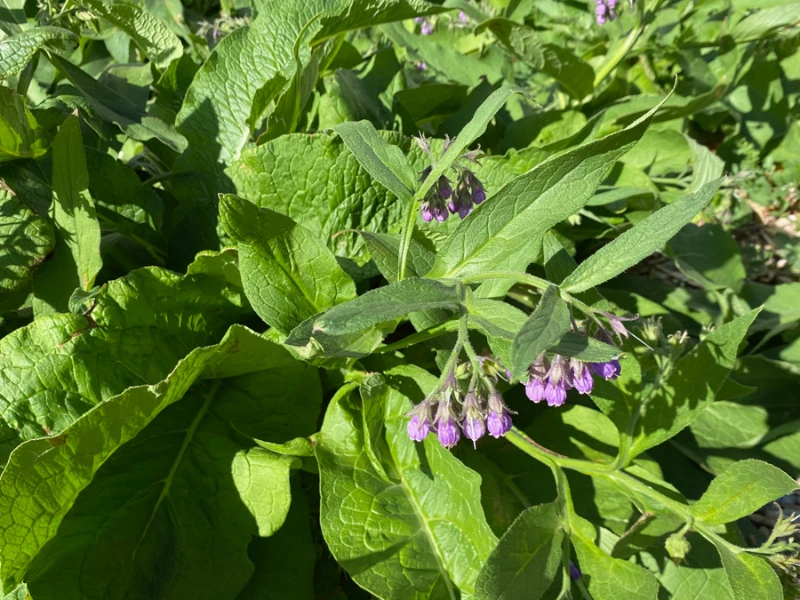comfrey plants