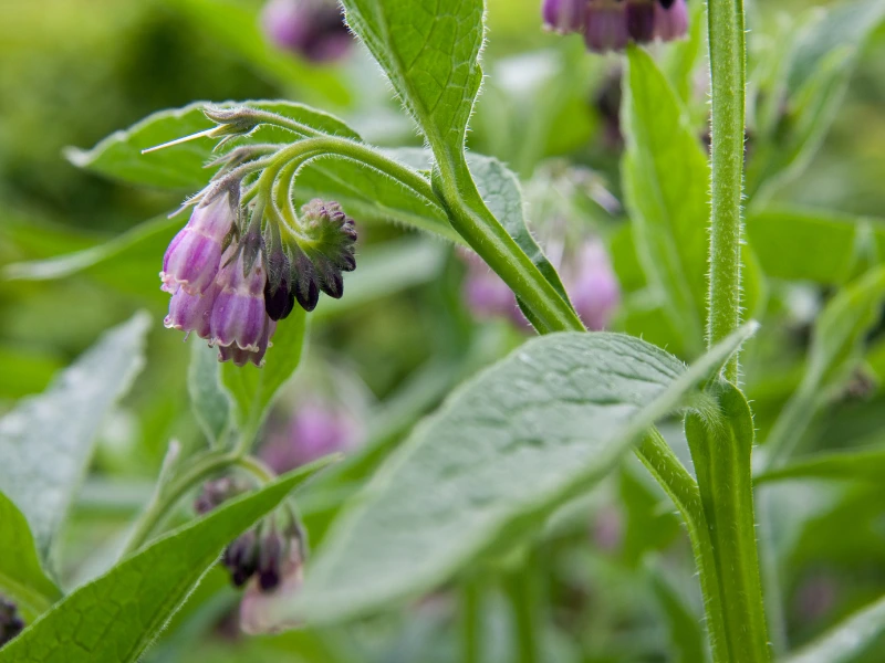 How to Grow Comfrey: The Complete Guide for Organic Gardeners