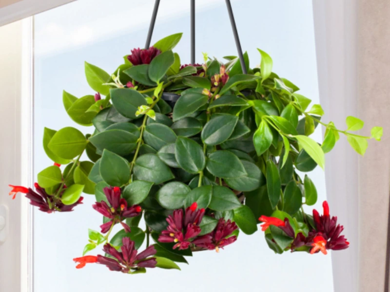 Lipstick Plant indoors, indoor flowering plants