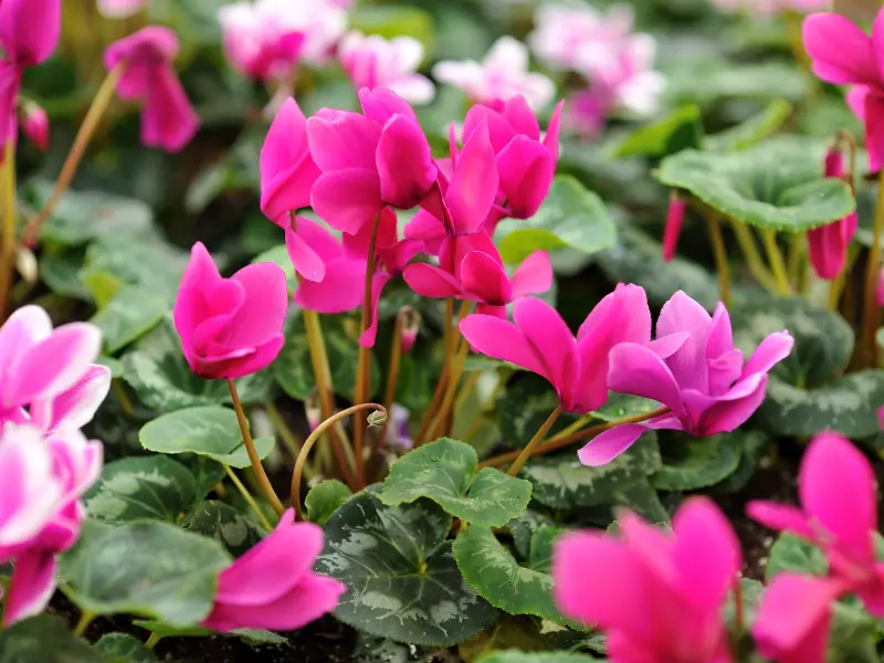 cyclamen