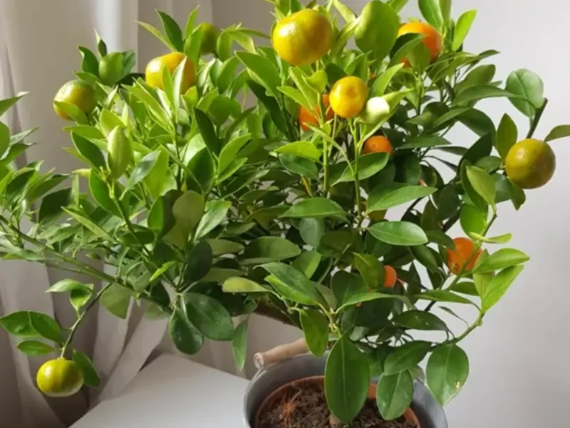 Calamondin Orange pot