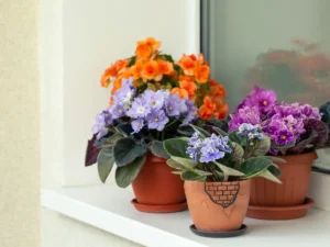 African Violet, indoor flowering plants
