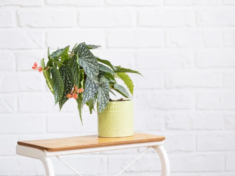 Angel-Wing Begonia, indoor flowering plants