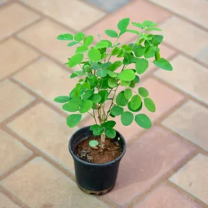2 Malunggay Moringa Oleifera Starter Trees 6-8 Inch Drumstick Horseradish