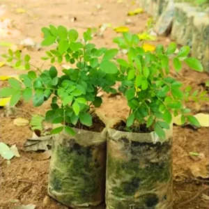 2 Malunggay Moringa Oleifera Starter Trees 6-8 Inch Drumstick Horseradish