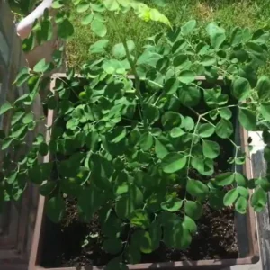2 Malunggay Moringa Oleifera Starter Trees 6-8 Inch Drumstick Horseradish