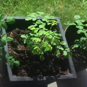 2 Malunggay Moringa Oleifera Starter Trees 6-8 Inch Drumstick Horseradish