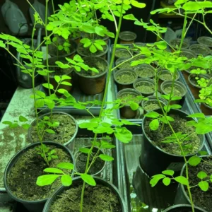 2 Malunggay Moringa Oleifera Starter Trees 6-8 Inch Drumstick Horseradish