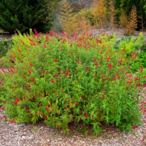 Red Pineapple Sage Salvia Plant | Live in Pot | 6-10in Tall | Blooms Summer