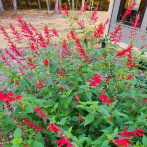 Red Pineapple Sage Salvia Plant | Live in Pot | 6-10in Tall | Blooms Summer