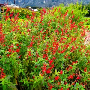 Red Pineapple Sage Salvia Plant | Live in Pot | 6-10in Tall | Blooms Summer