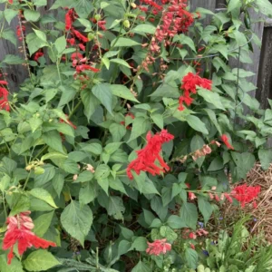 Red Pineapple Sage Salvia Plant | Live in Pot | 6-10in Tall | Blooms Summer