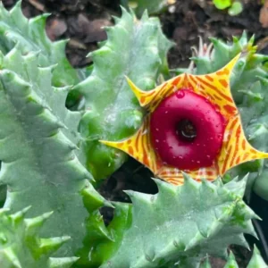 Zebrina Cactus, Lifesaver Cactus Plant Live, Rare Cactus Plant Potted, Houseplant Succulent Live in 2 Inch Potted, Home Decor, Cold Hardy, Ornamental Cactus Starfish Plant