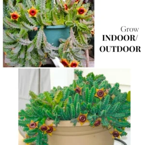 Zebrina Cactus, Lifesaver Cactus Plant Live, Rare Cactus Plant Potted, Houseplant Succulent Live in 2 Inch Potted, Home Decor, Cold Hardy, Ornamental Cactus Starfish Plant