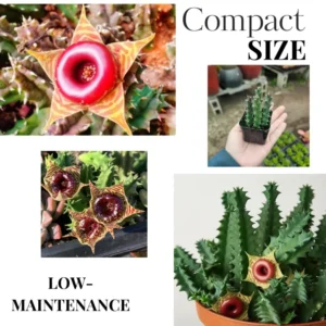 Zebrina Cactus, Lifesaver Cactus Plant Live, Rare Cactus Plant Potted, Houseplant Succulent Live in 2 Inch Potted, Home Decor, Cold Hardy, Ornamental Cactus Starfish Plant