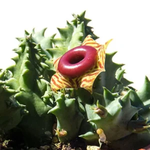 Zebrina Cactus, Lifesaver Cactus Plant Live, Rare Cactus Plant Potted, Houseplant Succulent Live in 2 Inch Potted, Home Decor, Cold Hardy, Ornamental Cactus Starfish Plant