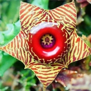 Zebrina Lifesaver Cactus Live Plant 2 Inch Pot Succulent Home Decor